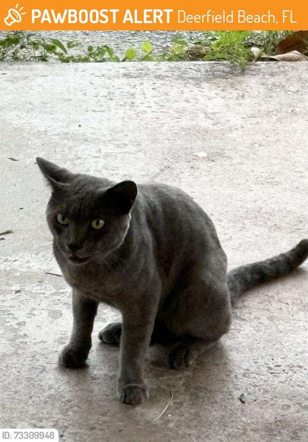 Found/Stray Male Cat last seen Deerfield Beach High School, Deerfield Beach, FL 33441