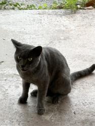 Found/Stray Male Cat last seen Deerfield Beach High School, Deerfield Beach, FL 33441