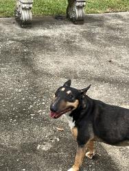 Reunited Female Dog last seen St Francis St, Macon, GA 31204, USA, Macon, GA 31204