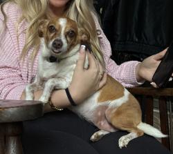 Reunited Female Dog last seen Chain o lakes conservation club, South Bend, IN 46628