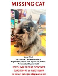 Lost Female Cat last seen Queens Community hse, Queens, NY 11375