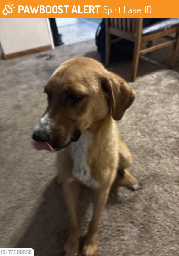 Found/Stray Female Dog last seen Millers, Spirit Lake, ID 83869