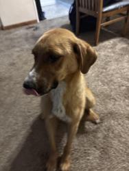Found/Stray Female Dog last seen Millers, Spirit Lake, ID 83869