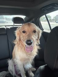 Reunited Male Dog last seen Near S Boulder Hwy, Henderson, NV 89015, USA, Henderson, NV 89015