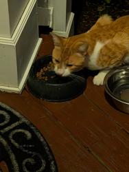 Found/Stray Male Cat last seen Cashmore & crabapple, Wadsworth, IL 60083
