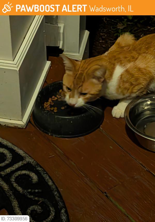 Found/Stray Male Cat last seen Cashmore & crabapple, Wadsworth, IL 60083