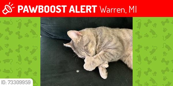 Lost Male Cat last seen 13 mile and schoonher, Warren, MI 48088