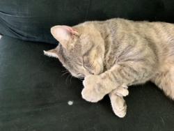 Lost Male Cat last seen 13 mile and schoonher, Warren, MI 48088