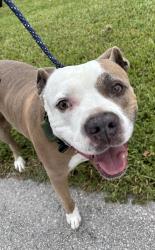 Reunited Unknown Dog last seen Port St. Lucie, Port St. Lucie, FL 34986