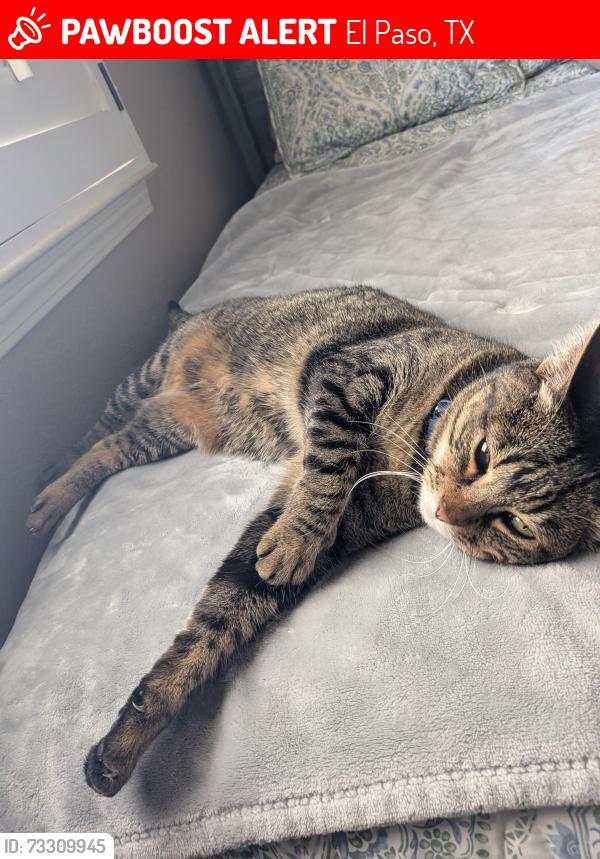 Lost Female Cat last seen Loma Adriana Dr, El Paso, TX 79938