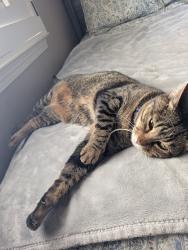 Lost Female Cat last seen Loma Adriana Dr, El Paso, TX 79938