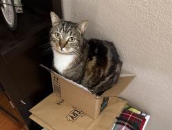 Lost Female Cat last seen Palomar St, Chula Vista, CA 91911
