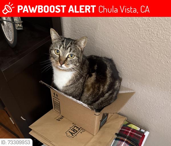 Lost Female Cat last seen Palomar St, Chula Vista, CA 91911