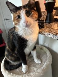Reunited Female Cat last seen Near Oberlin Terrace, Lake Mary, FL 32746, USA, Lake Mary, FL 32746
