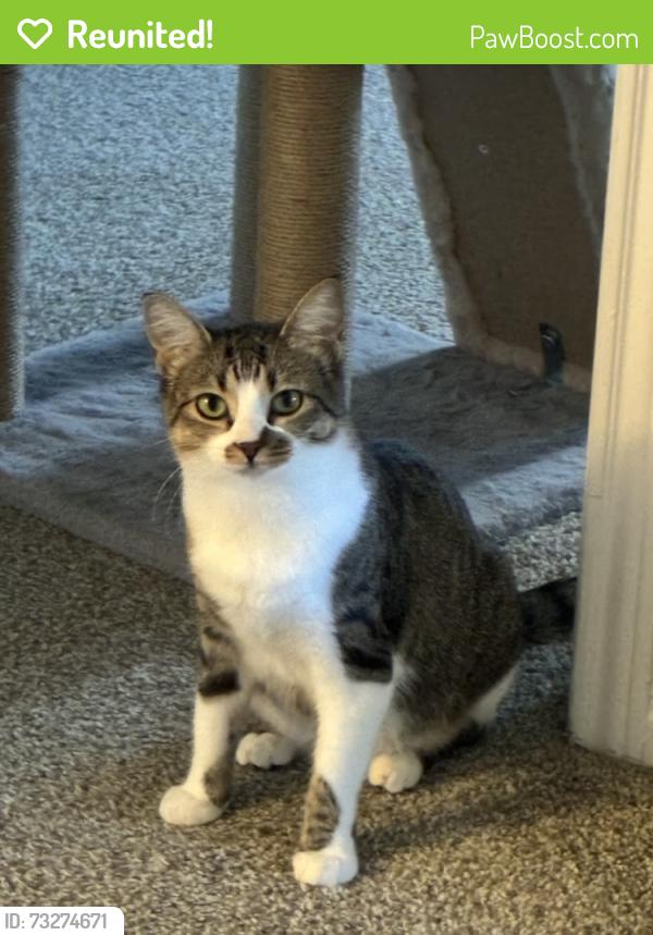 Reunited Female Cat last seen Osuna and Eubank, Albuquerque, NM 87111