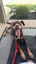 Found/Stray Female Dog last seen Near & Hoover, Warren, MI 48093