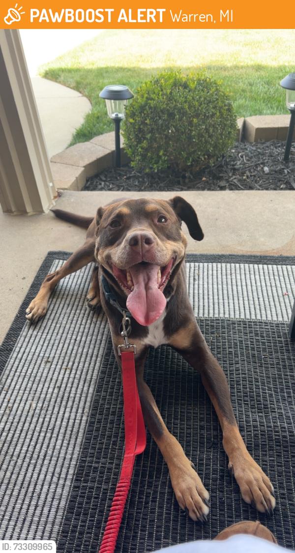 Found/Stray Female Dog last seen Near & Hoover, Warren, MI 48093