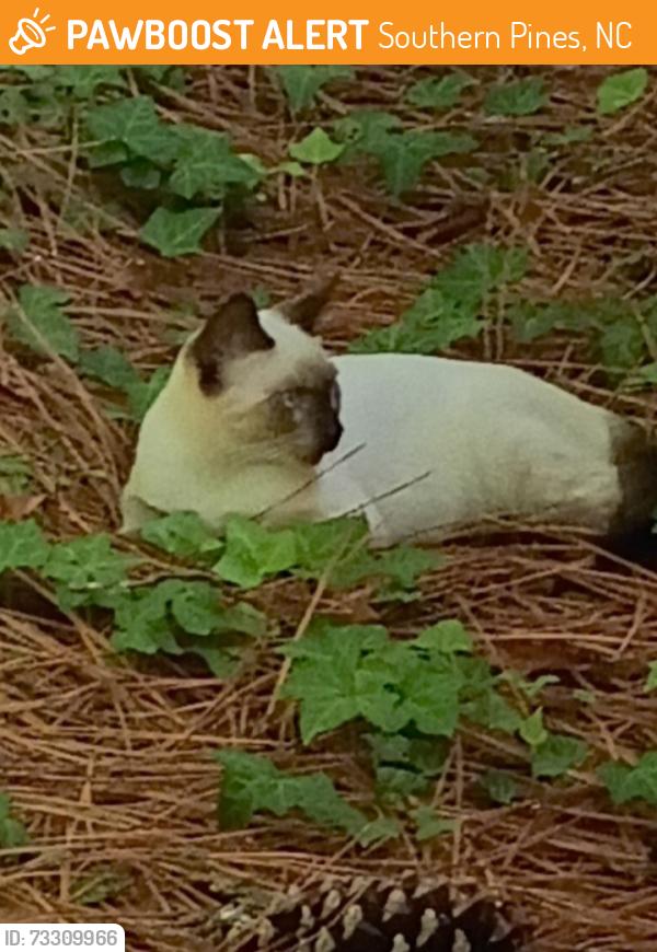Found/Stray Unknown Cat last seen Henley St in W S.Pines, Southern Pines, NC 28387