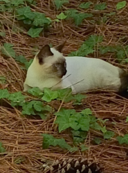 Found/Stray Unknown Cat last seen Henley St in W S.Pines, Southern Pines, NC 28387