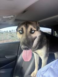 Reunited Unknown Dog last seen Brahman Road, Doña Ana County, NM 88012