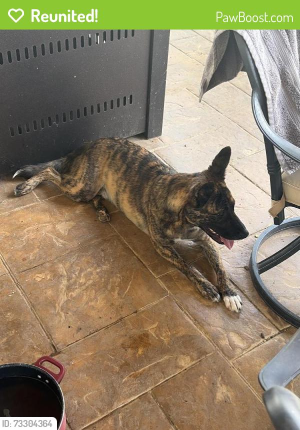 Reunited Male Dog last seen Parks of Deer Creek, Fort Worth, TX 76140