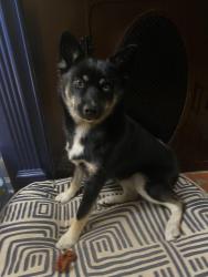 Reunited Female Dog last seen Near Matthew Road by the trail, Newport News, VA 23601