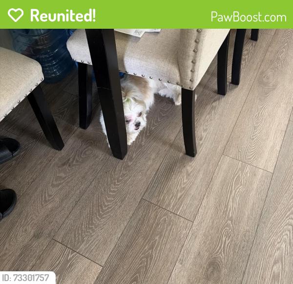 Reunited Female Dog last seen Horton street, Clairton, PA 15025