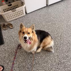Reunited Unknown Dog last seen Appian & Trieste, Carlsbad, CA 92010