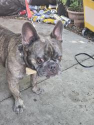 Reunited Male Dog last seen Lemon/valencia, Fullerton, CA 92832