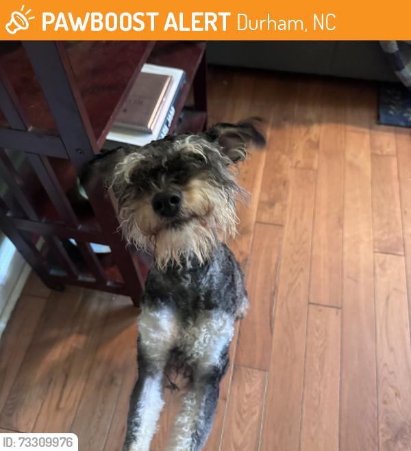 Found/Stray Male Dog last seen S Roxboro, Durham, NC 27707
