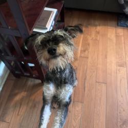 Found/Stray Male Dog last seen S Roxboro, Durham, NC 27707