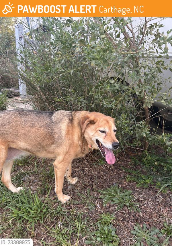 Found/Stray Female Dog last seen Carthage airport, Carthage, NC 28327