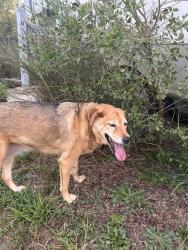 Found/Stray Female Dog last seen Carthage airport, Carthage, NC 28327
