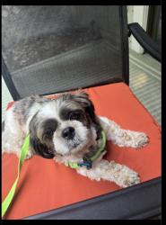 Reunited Female Dog last seen Evard Rd and Reed Rd, Fort Wayne, IN 46835