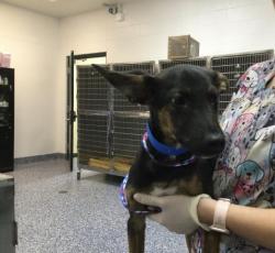 Shelter Stray Male Dog last seen Near BLOCK VEGA RD, CATHEDRAL CITY CA 92234, 72050 Pet Land Pl, Thousand Palms, CA 92276, USA