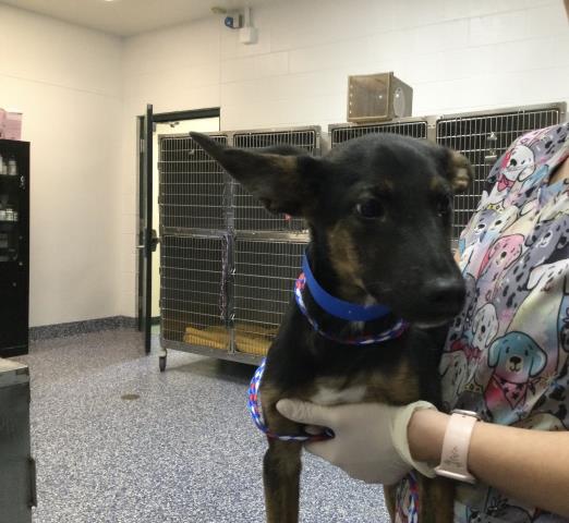 Shelter Stray Male Dog last seen Near BLOCK VEGA RD, CATHEDRAL CITY CA 92234, 72050 Pet Land Pl, Thousand Palms, CA 92276, USA