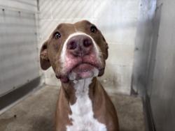 Shelter Stray Male Dog last seen Near BLOCK N GARDENA, 333 Chandler Pl, San Bernardino, CA 92408, USA