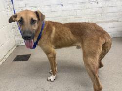 Shelter Stray Male Dog last seen UNIVERSITY PARKWAY X BASELINE, 333 Chandler Pl, San Bernardino, CA 92408, USA