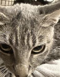 Shelter Stray Female Cat last seen , 14409 Vanowen St, Van Nuys, CA 91405, USA