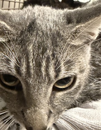 Shelter Stray Female Cat last seen , 14409 Vanowen St, Van Nuys, CA 91405, USA