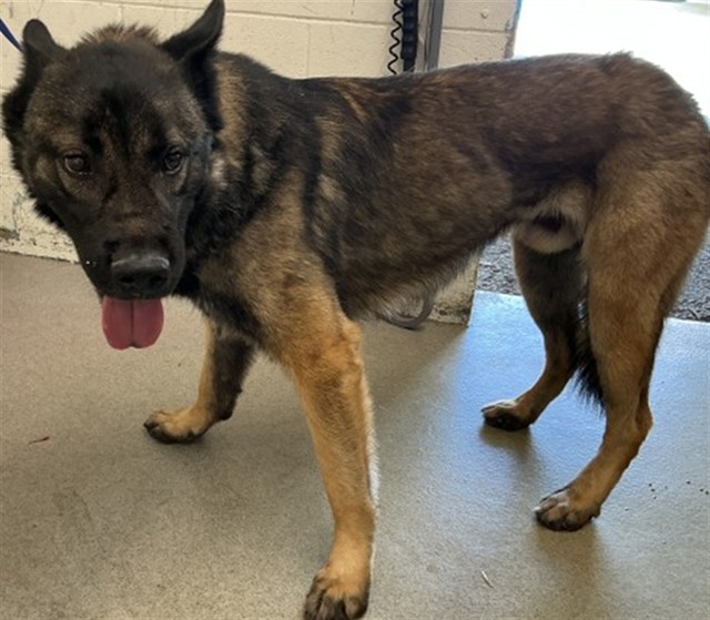 Shelter Stray Male Dog last seen Near BLOCK REDLANDS BLVD, 333 Chandler Pl, San Bernardino, CA 92408, USA