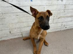 Shelter Stray Female Dog last seen Near BLOCK REDLANDS BLVD, 333 Chandler Pl, San Bernardino, CA 92408, USA