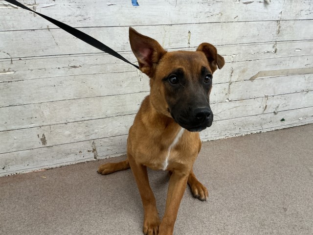 Shelter Stray Female Dog last seen Near BLOCK REDLANDS BLVD, 333 Chandler Pl, San Bernardino, CA 92408, USA