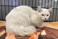 Shelter Stray Male Cat last seen , 14409 Vanowen St, Van Nuys, CA 91405, USA