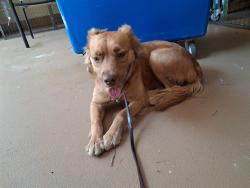 Shelter Stray Female Dog last seen Near BLOCK OF OTAY LAKE RD, 130 Beyer Way, Chula Vista, CA 91911, USA