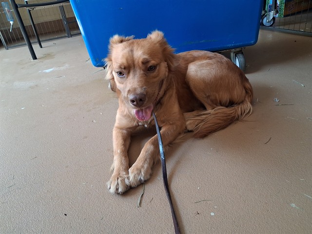 Shelter Stray Female Dog last seen Near BLOCK OF OTAY LAKE RD, 130 Beyer Way, Chula Vista, CA 91911, USA