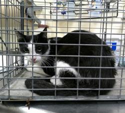 Shelter Stray Unknown Cat last seen , 232 Eslinger Way, Sanford, FL 32773, USA