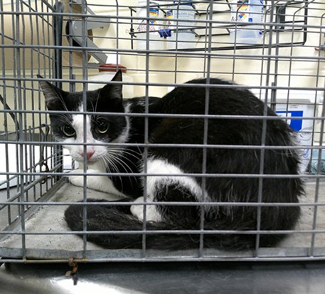 Shelter Stray Unknown Cat last seen , 232 Eslinger Way, Sanford, FL 32773, USA