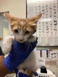 Shelter Stray Male Cat last seen Near BLOCK BLCK ALBURY AVE, LONG BEACH, CA 90815, 7700 E Spring St, Long Beach, CA 90815, USA