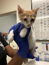 Shelter Stray Male Cat last seen Near BLOCK BLCK ALBURY AVE, LONG BEACH, CA 90815, 7700 E Spring St, Long Beach, CA 90815, USA